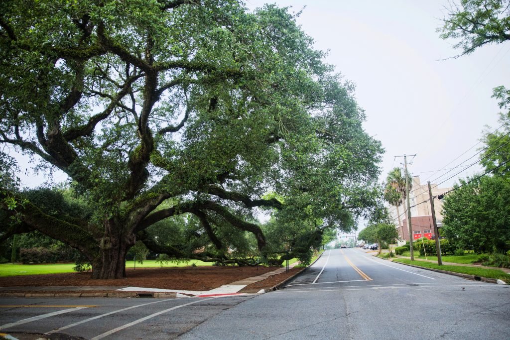 small town street with historic oak tree in thomasville ga
