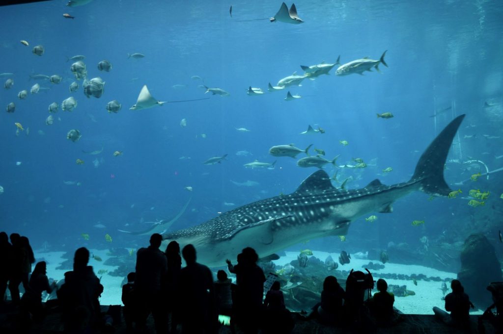 visitors to atlanta aquarium observing large tank, one of the best places to visit in atlanta georgia