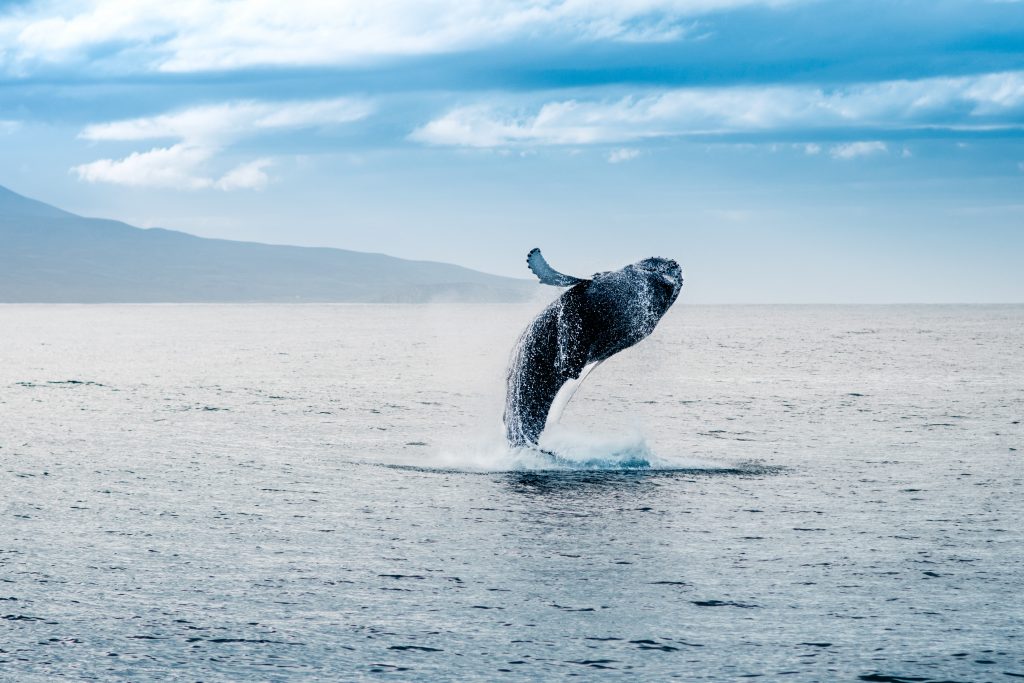 whale jumping out of the water in iceland things to do