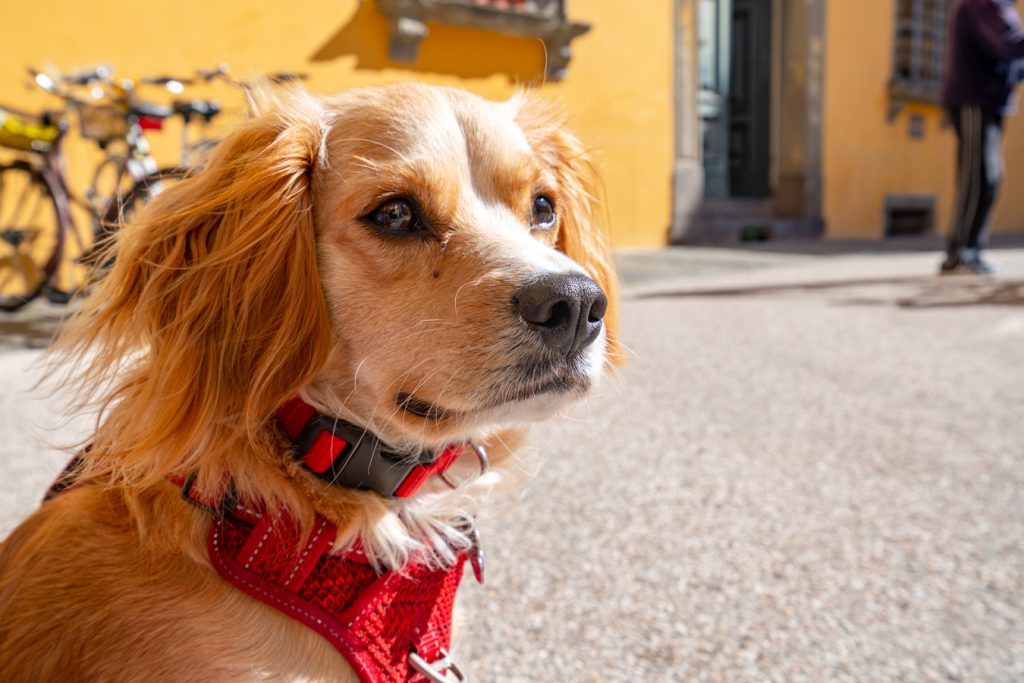 picture of ranger storm in front of a yellow building and parked bikes in lucca italy