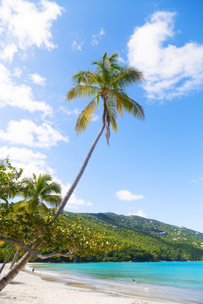 magens bay beach with palm tree in the center, one of the best beaches st thomas usvi