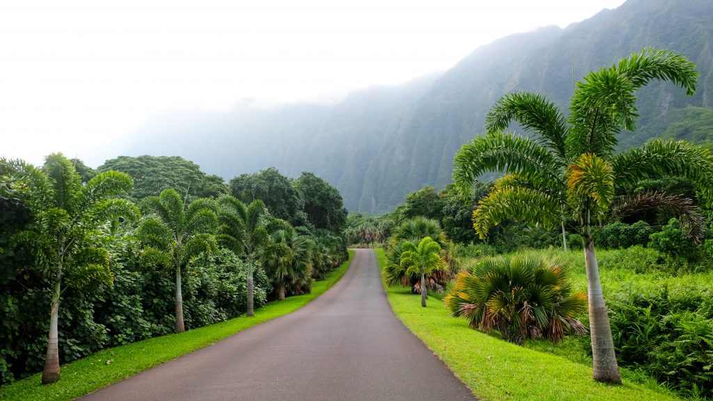 empty road at Hoâomaluhia Botanical Garden on a misty day