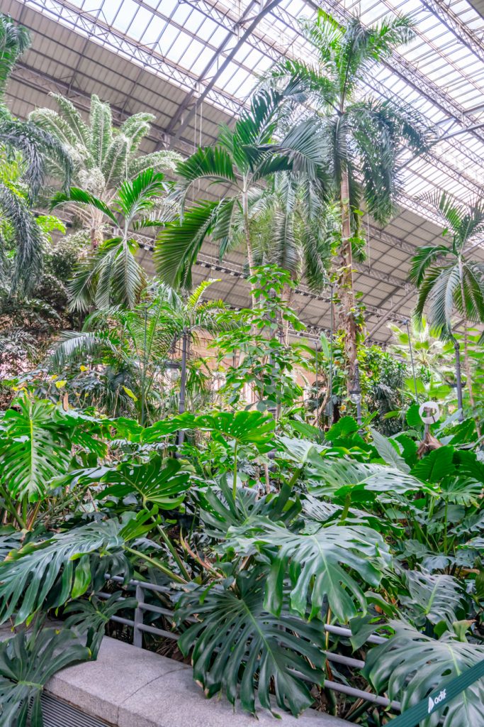 botanical garden inside the atocha train station