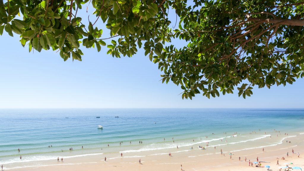 view of a beach near vila do bispo from above with tree in the foreground