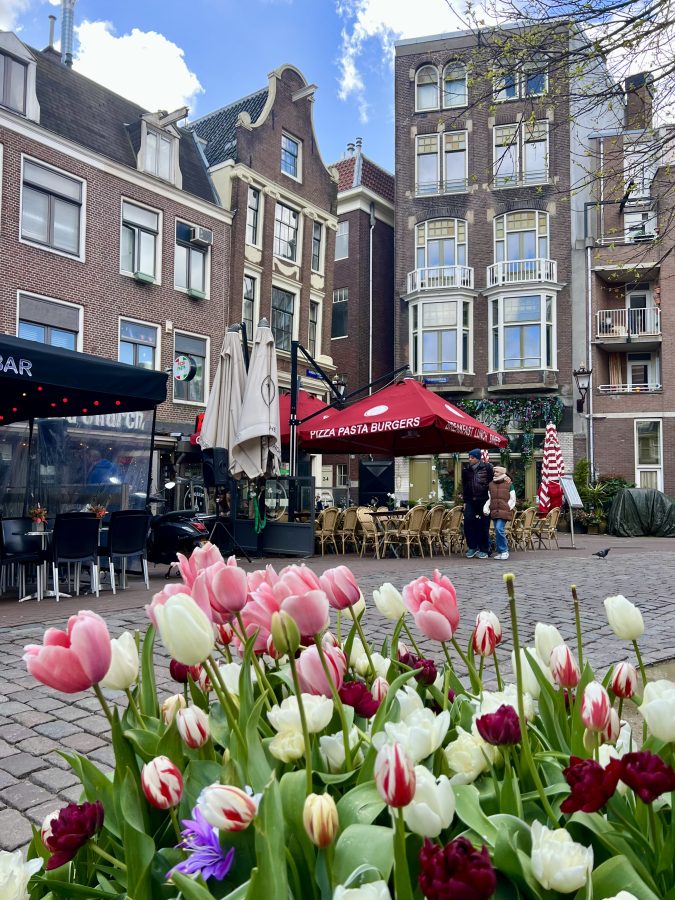 blooming tulips near oude kerk in amsterdam april trip