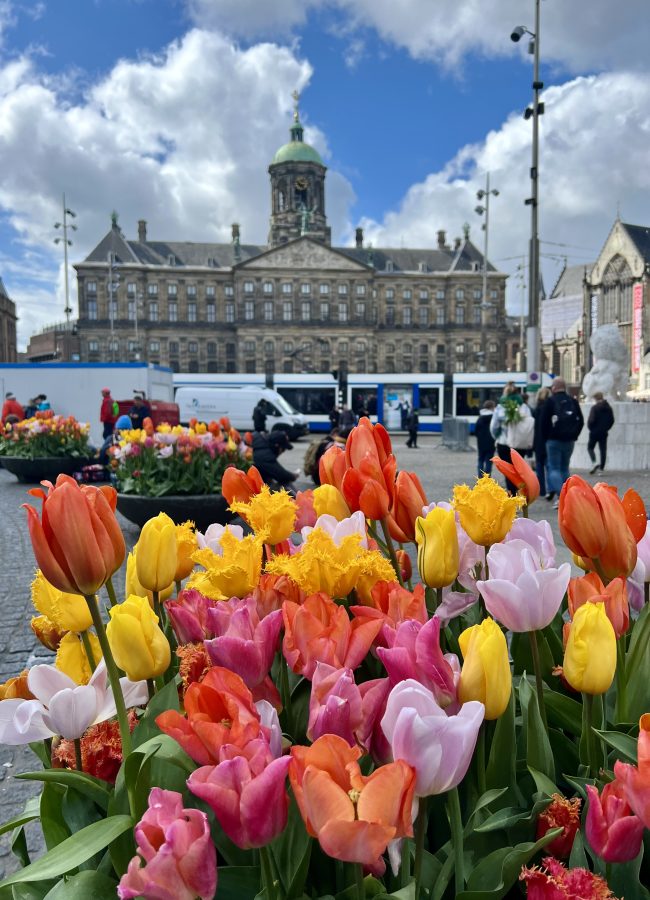 colorful pot of tulips with the royal palace amsterdam visible behind it