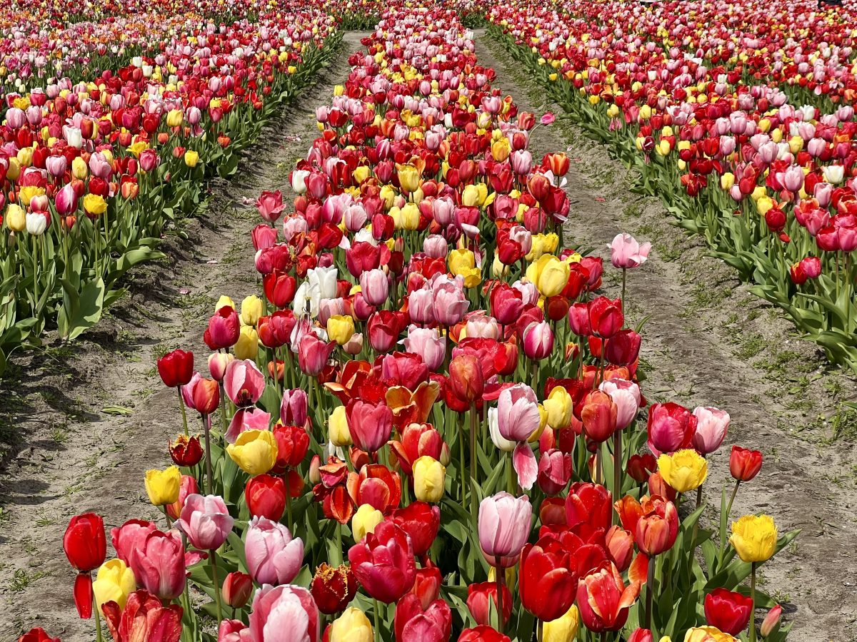 rows of tulips near amsterdam in april