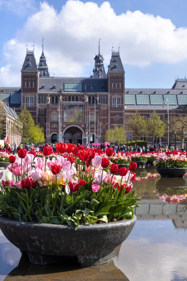 blooming tulips in front of rijksmuseum during amsterdam tulip festival