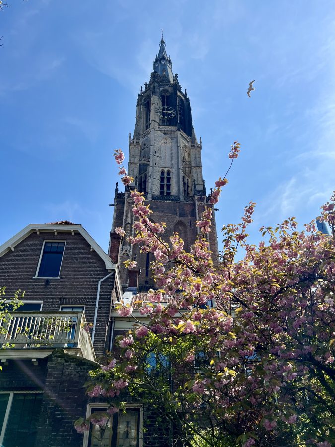 tower of delft nieuwe kerk as seen when looking up on a sunny day, a tree with pink flowers is in the foreground