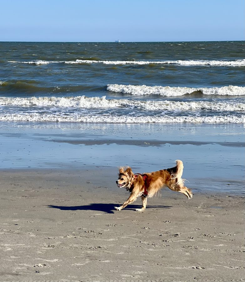 ranger storm running along the beach at isle of palms near charleston sc