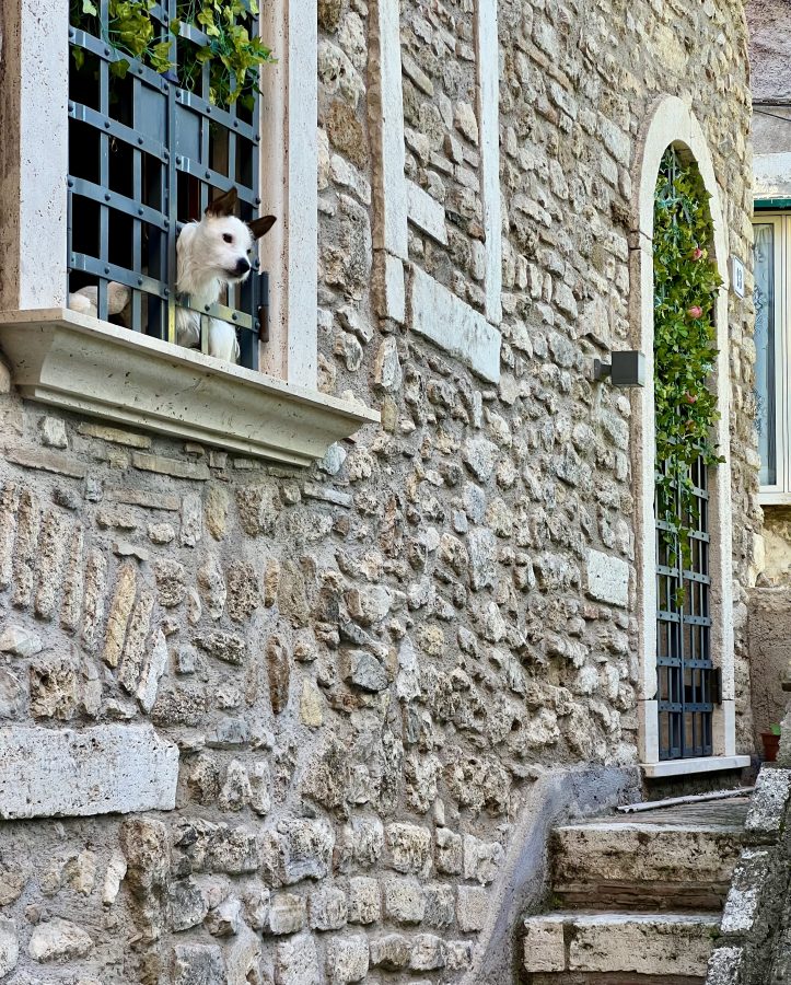 dog sticking its head out of a window in the historic center of tivoli italy